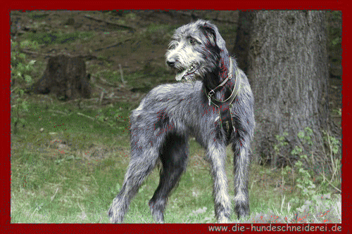 Coco im Wald